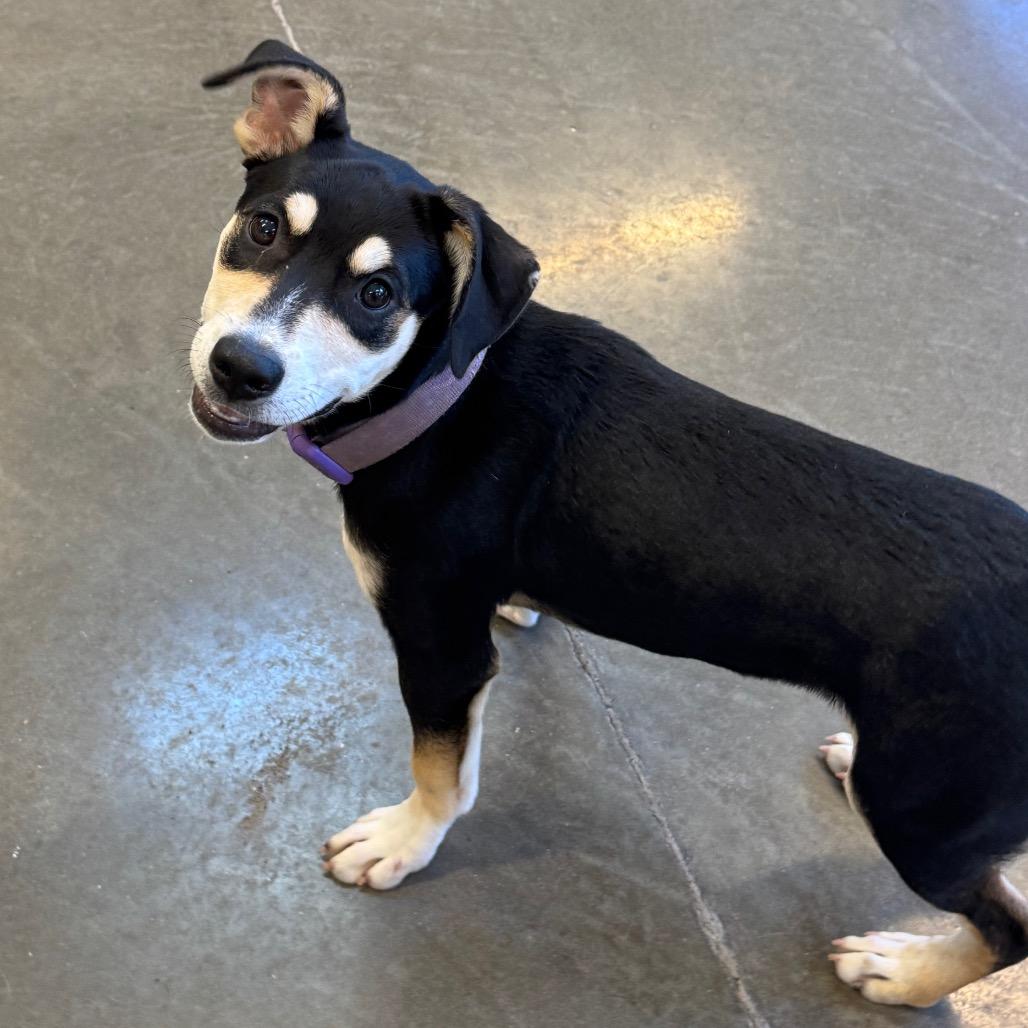 Yala, a Adoptable mixed breed in Mankato, MN image 4/5