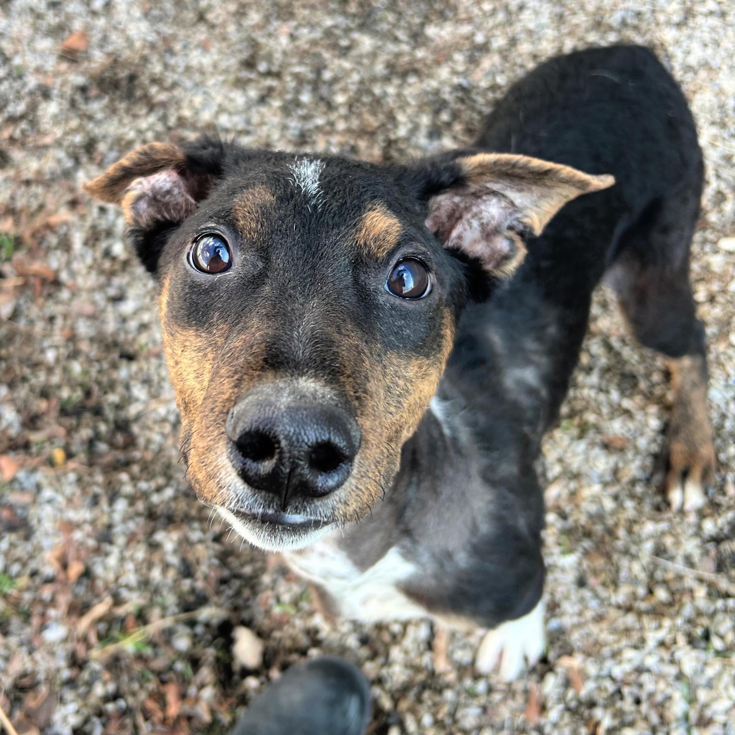 Enlarge Pippin, an adopted Mixed Breed in Lindon, UT image 3/5
