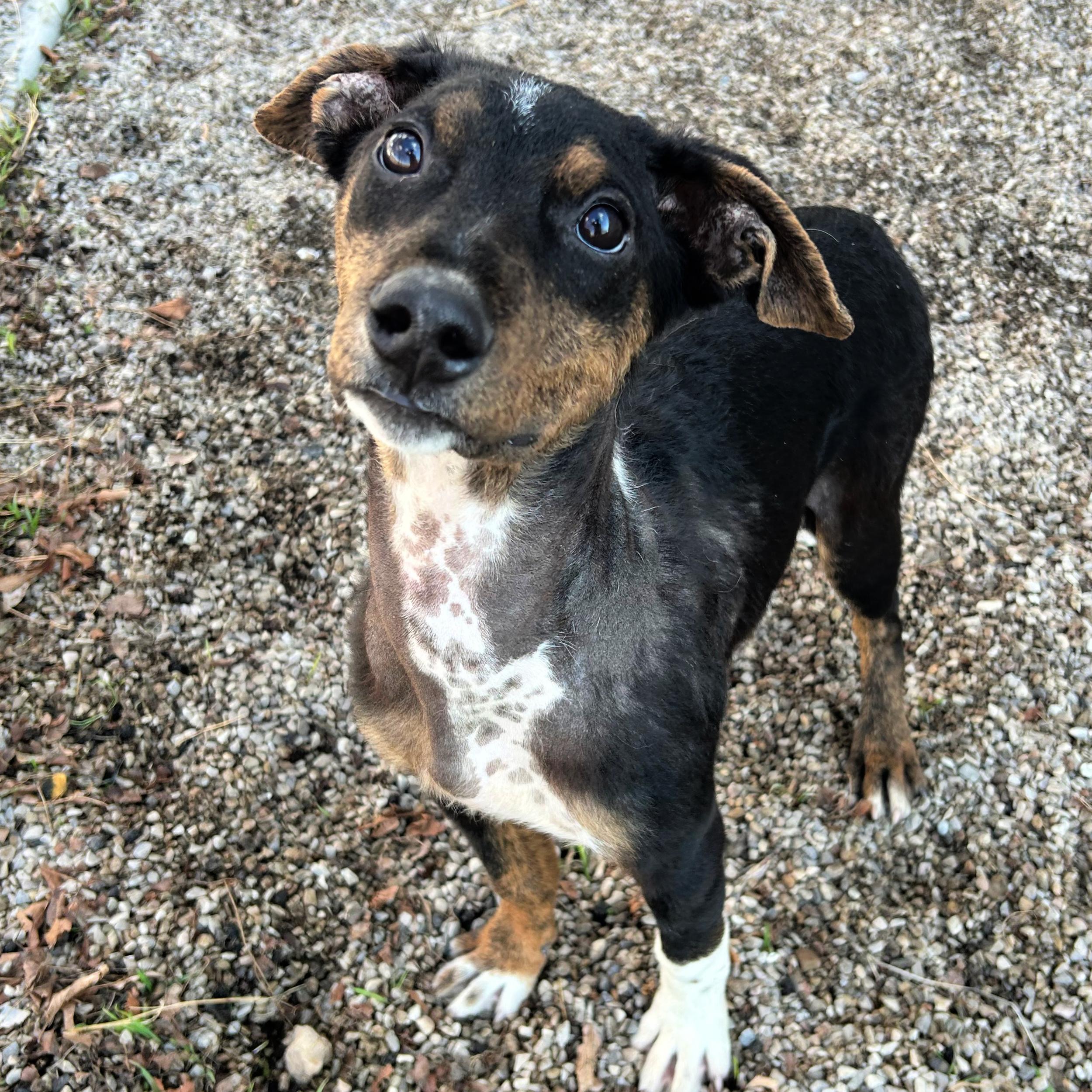 Enlarge Pippin, an adopted Mixed Breed in Lindon, UT image 4/5