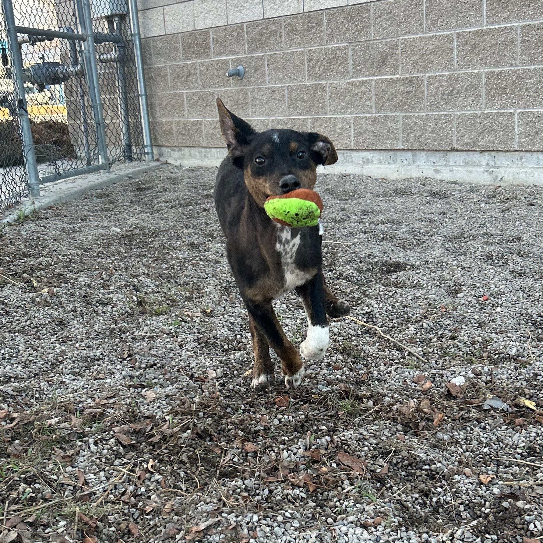 Enlarge Pippin, an adopted Mixed Breed in Lindon, UT image 2/5
