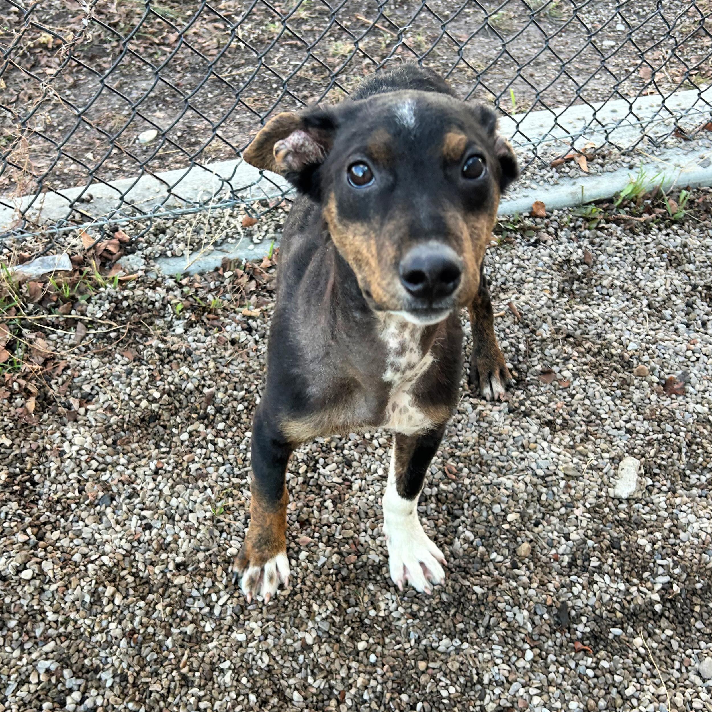 Pippin, ADOPTABLE, Young Male Mixed Breed.