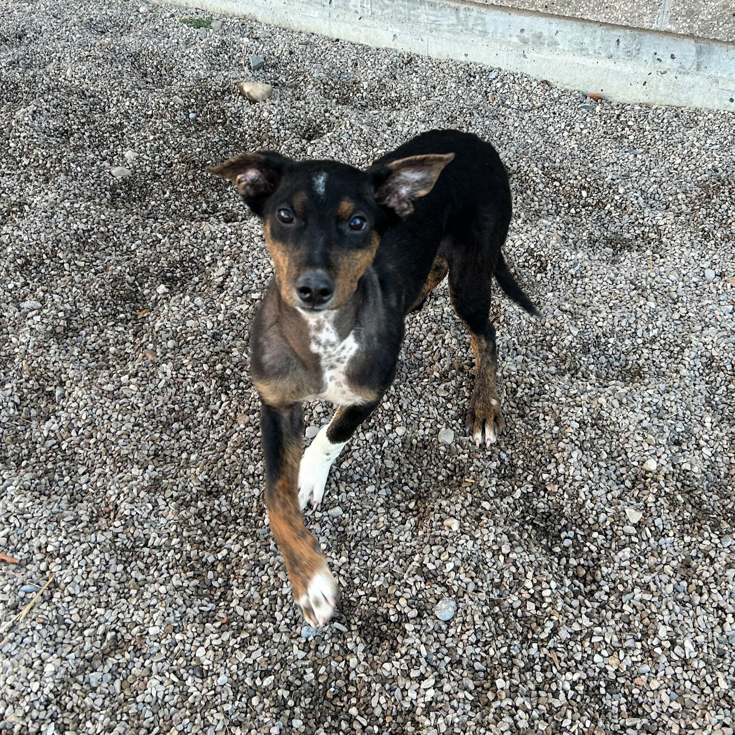 Enlarge Pippin, an adopted Mixed Breed in Lindon, UT image 5/5