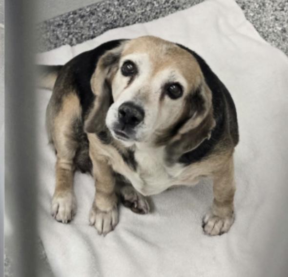 Meet Bubbles – The Beagle Who Still Believes in Love