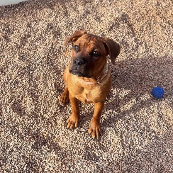 Lola, Adopted, Puppy Female Cane Corso.