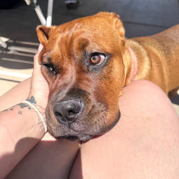 Lola, a Adopted Cane Corso in Glendale, AZ image 2/2
