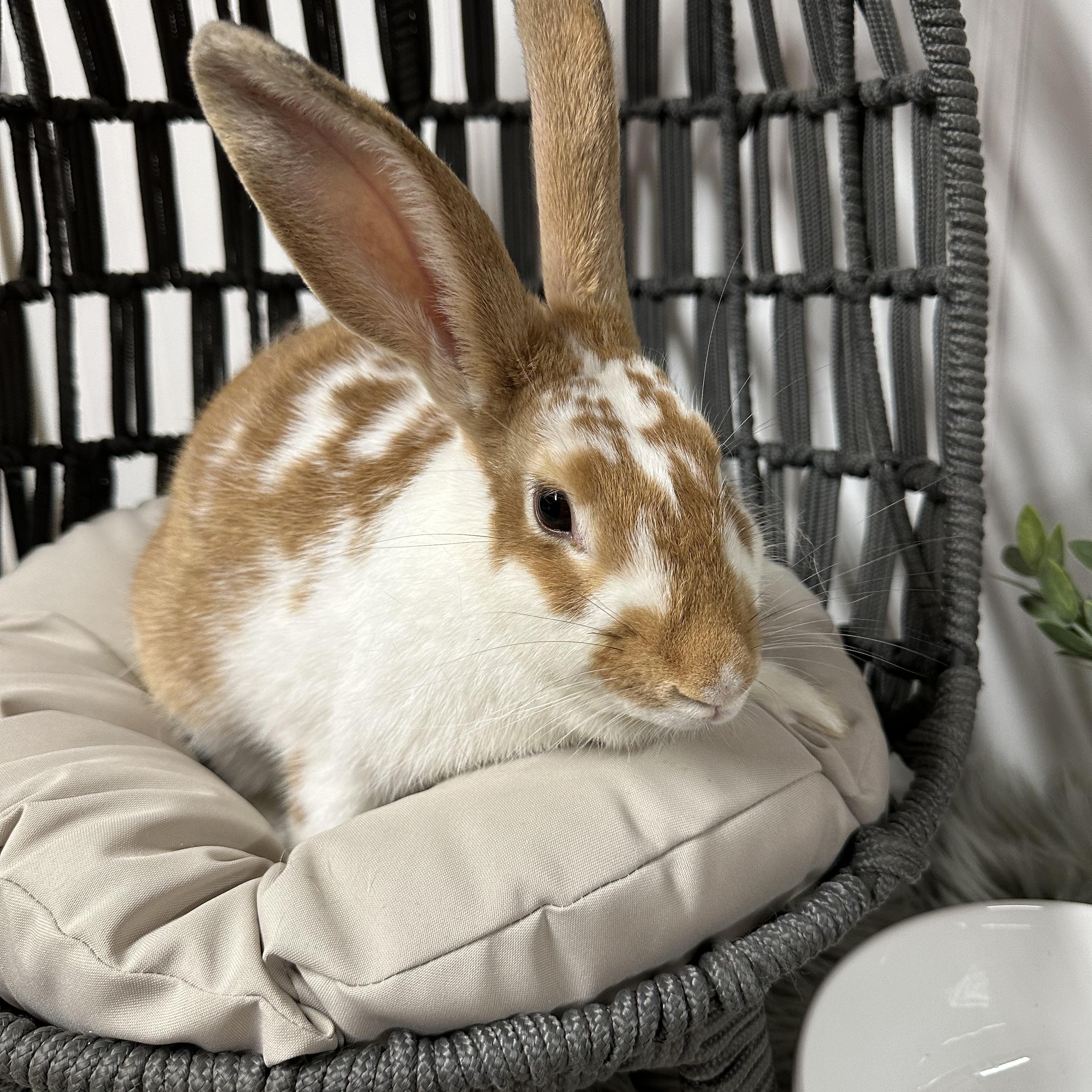 Enlarge Connie, a Adopted Bunny Rabbit in Columbia, SC image 1/3