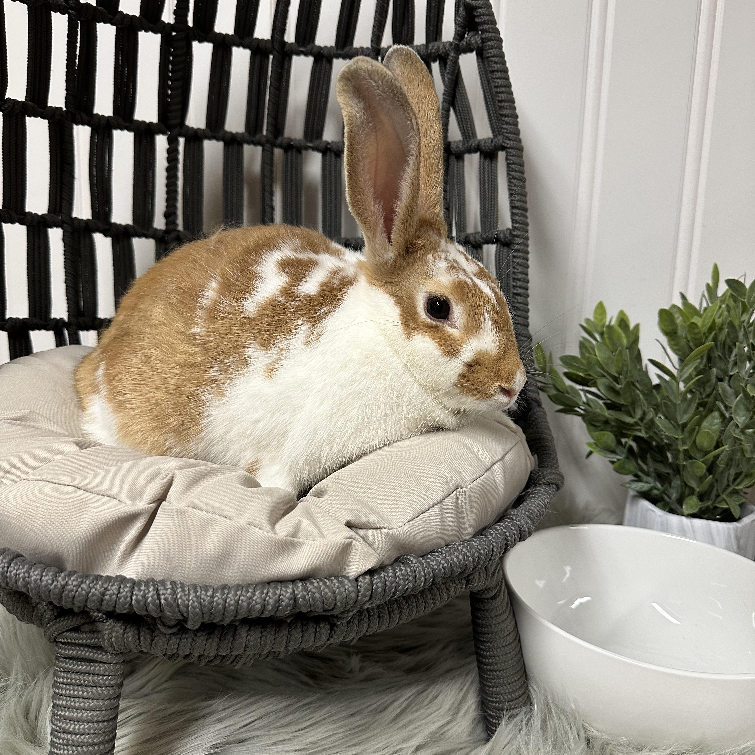 Enlarge Connie, a Adopted Bunny Rabbit in Columbia, SC image 2/3