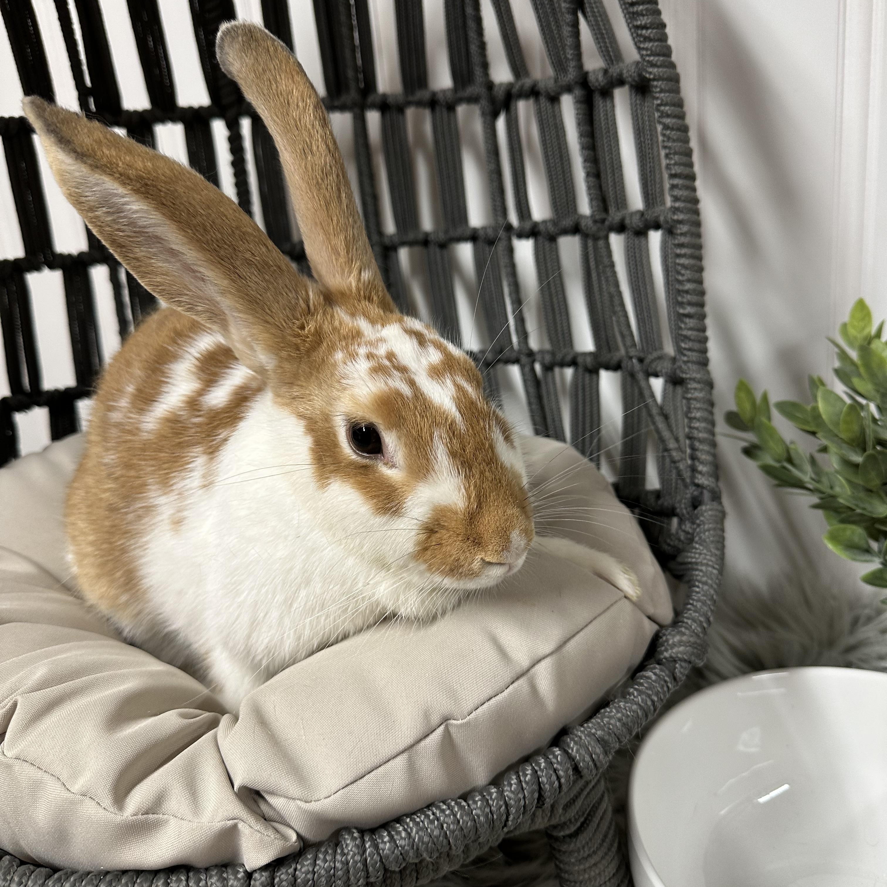 Enlarge Connie, a Adopted Bunny Rabbit in Columbia, SC image 3/3