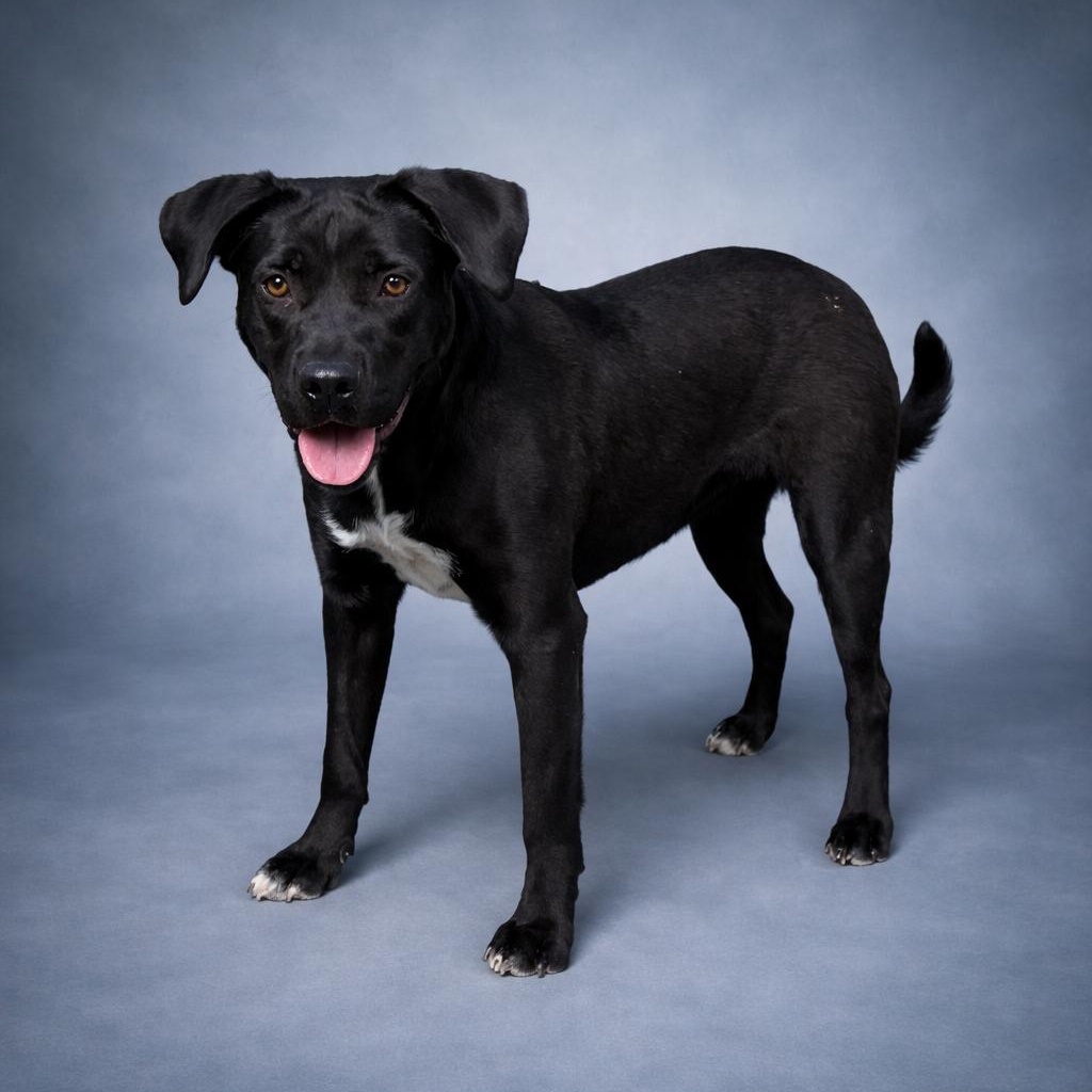 Gemma, a ADOPTABLE mixed breed in Heber Springs, AR image 2/2