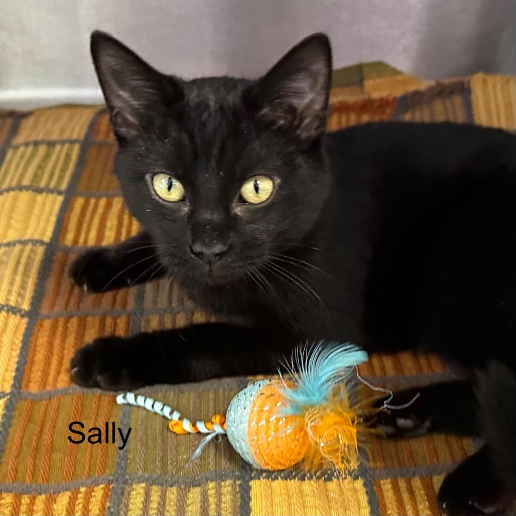 Sally, Adoptable, Kitten Female Domestic Short Hair & Domestic Short Hair.