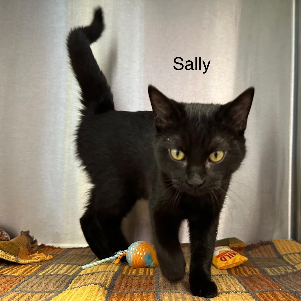 Sally, a Adoptable mixed breed in Phoenix, AZ image 2/3