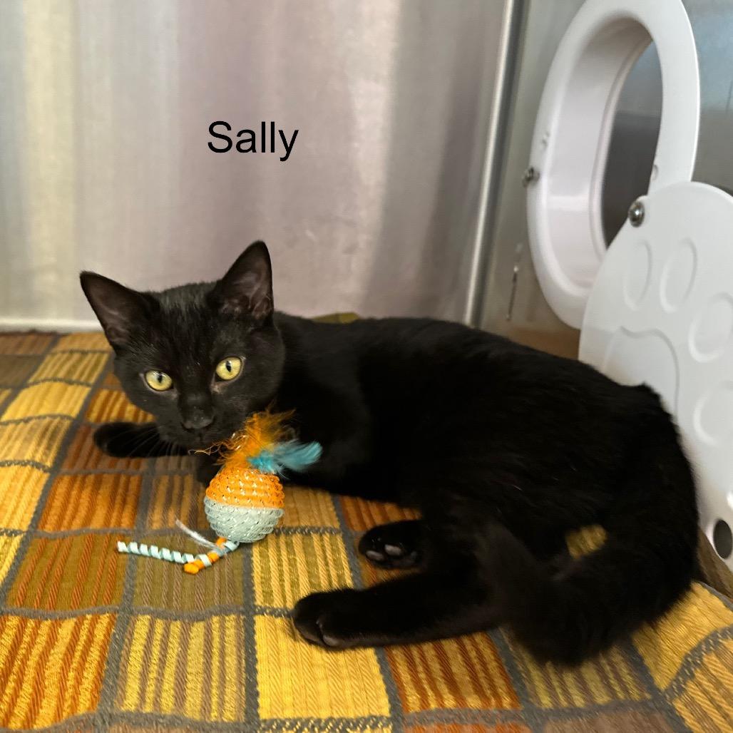 Sally, a Adoptable mixed breed in Phoenix, AZ image 3/3