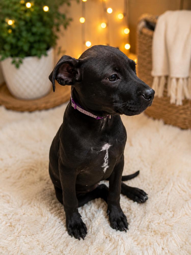 OAKLEY, Adoptable, Puppy Female American Bulldog.