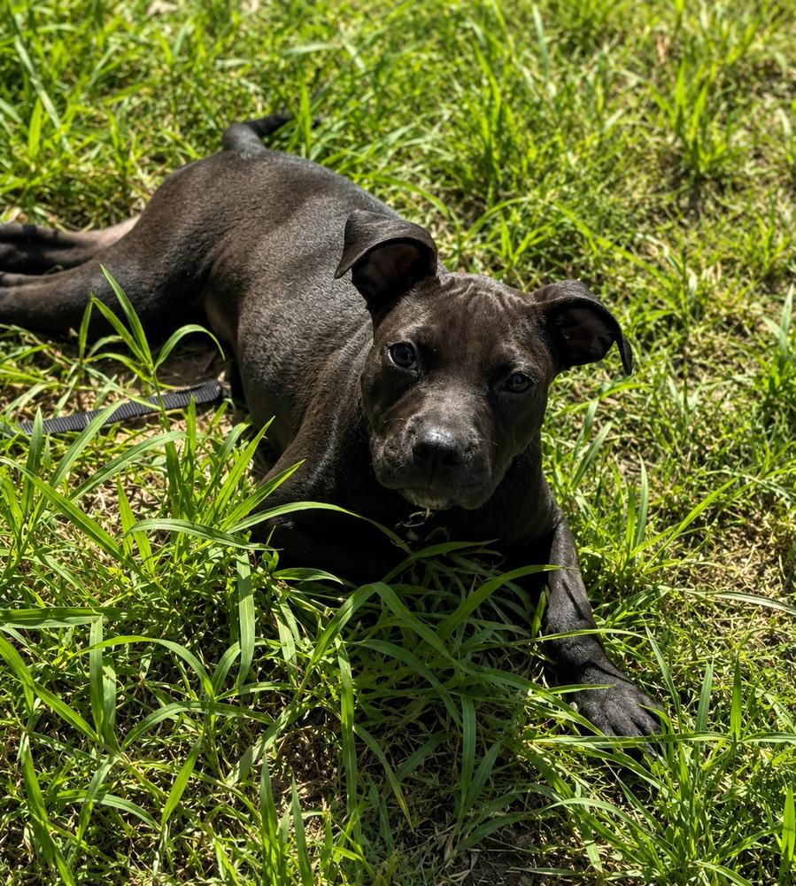 OAKLEY, a Adoptable mixed breed in Thompson, PA image 4/6