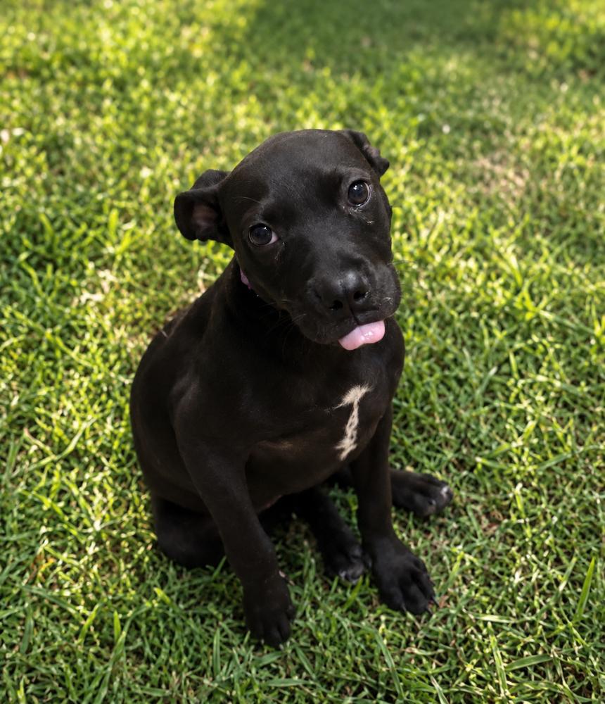 OAKLEY, a Adoptable mixed breed in Thompson, PA image 5/6