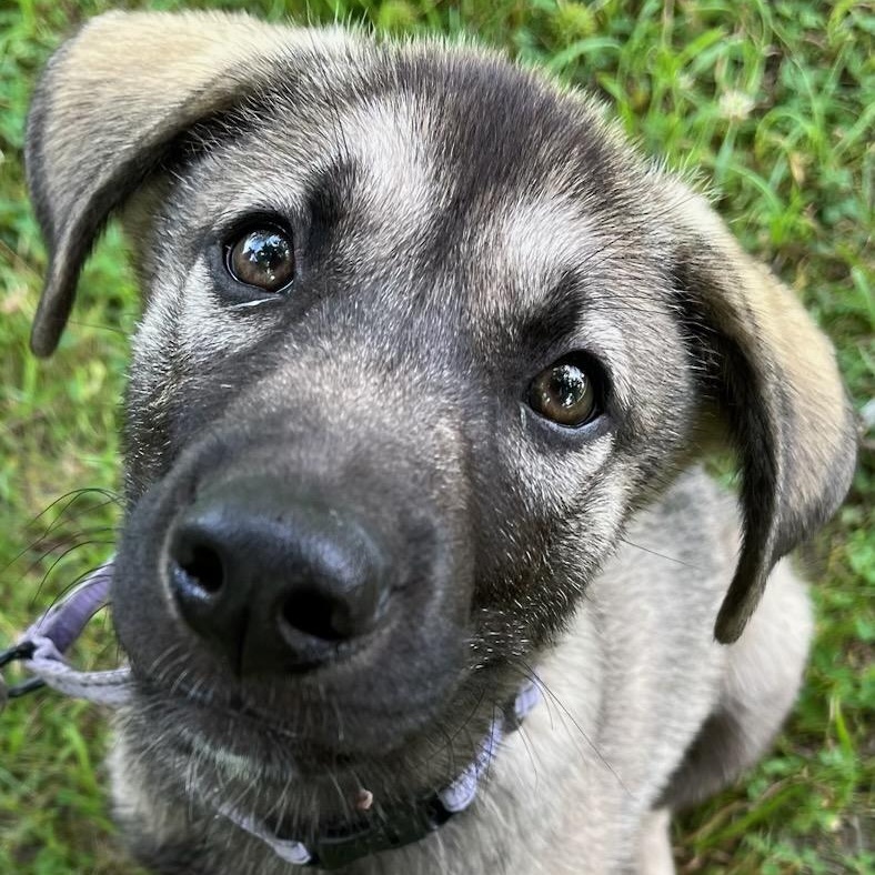 Dusty*, Baby Male German Shepherd Dog
