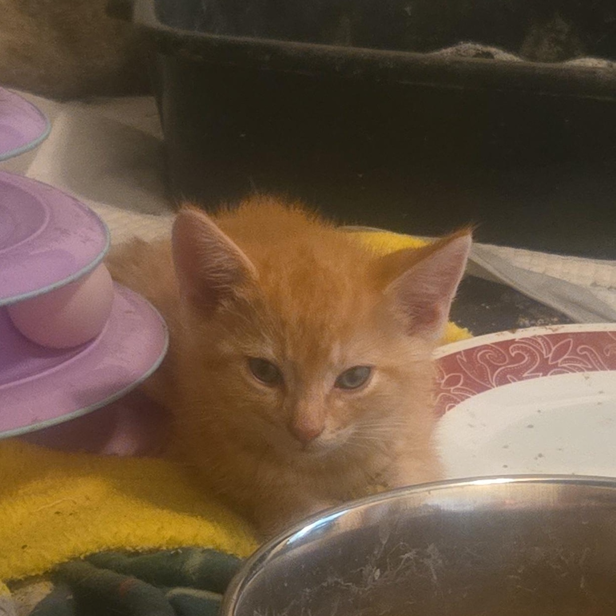 Mookie, ADOPTABLE, Kitten Male Domestic Short Hair.