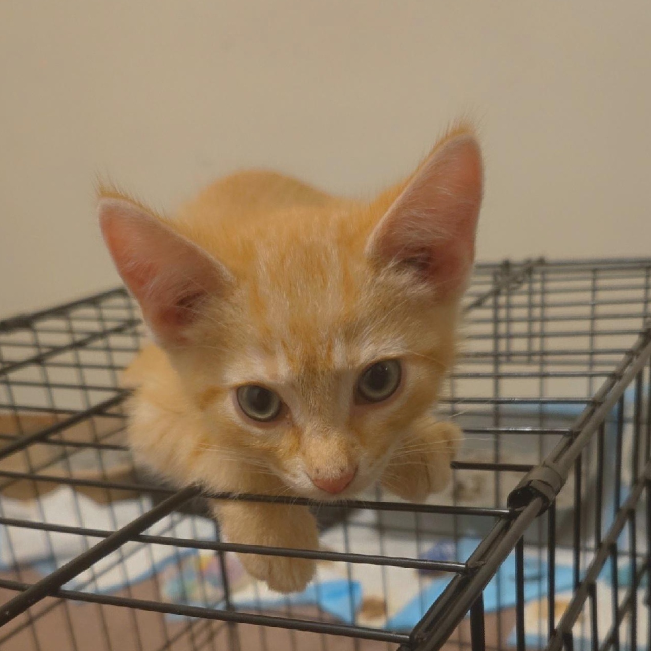 Mookie, a ADOPTABLE Domestic Short Hair in Sauk City, WI image 3/4