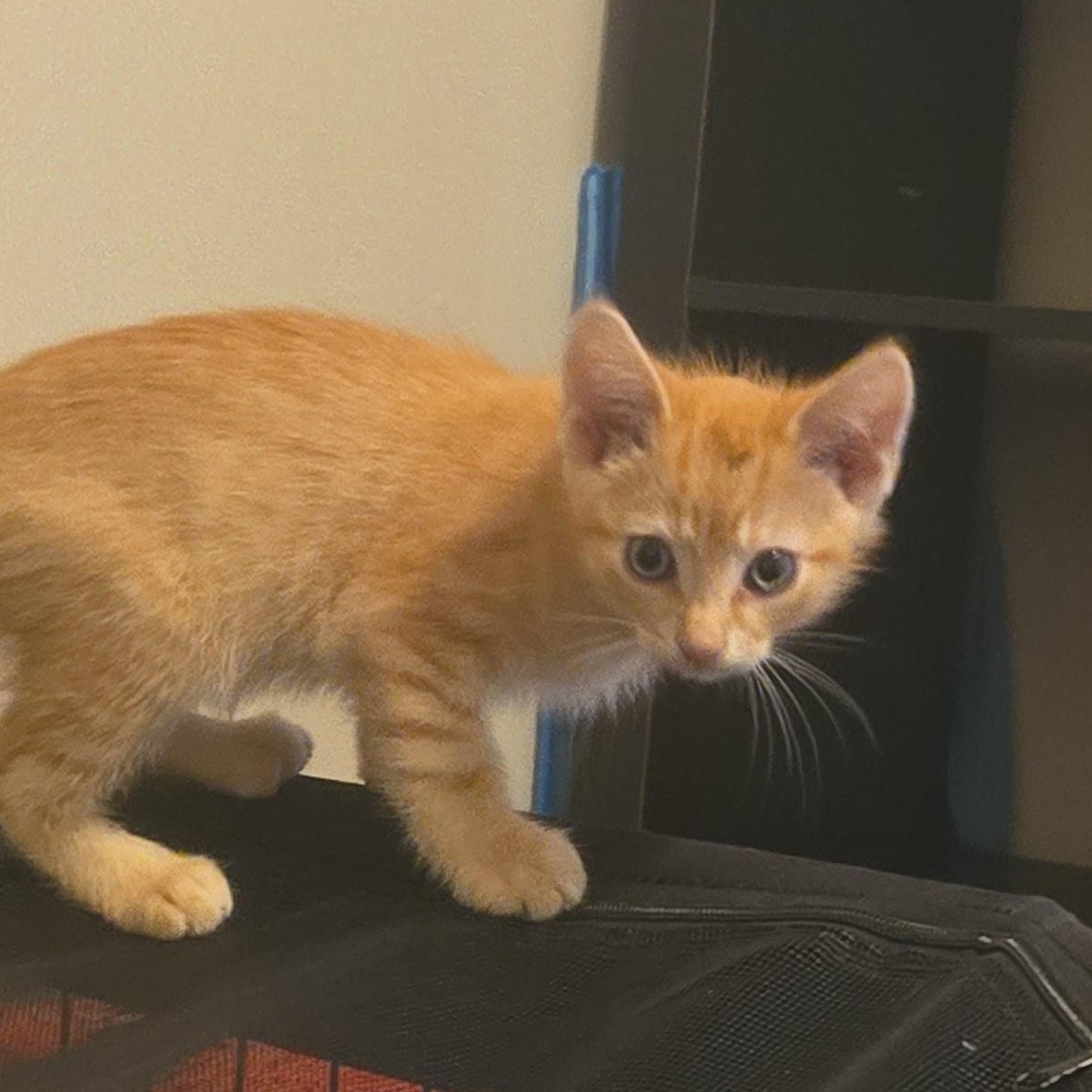 Mookie, a ADOPTABLE Domestic Short Hair in Sauk City, WI image 2/4