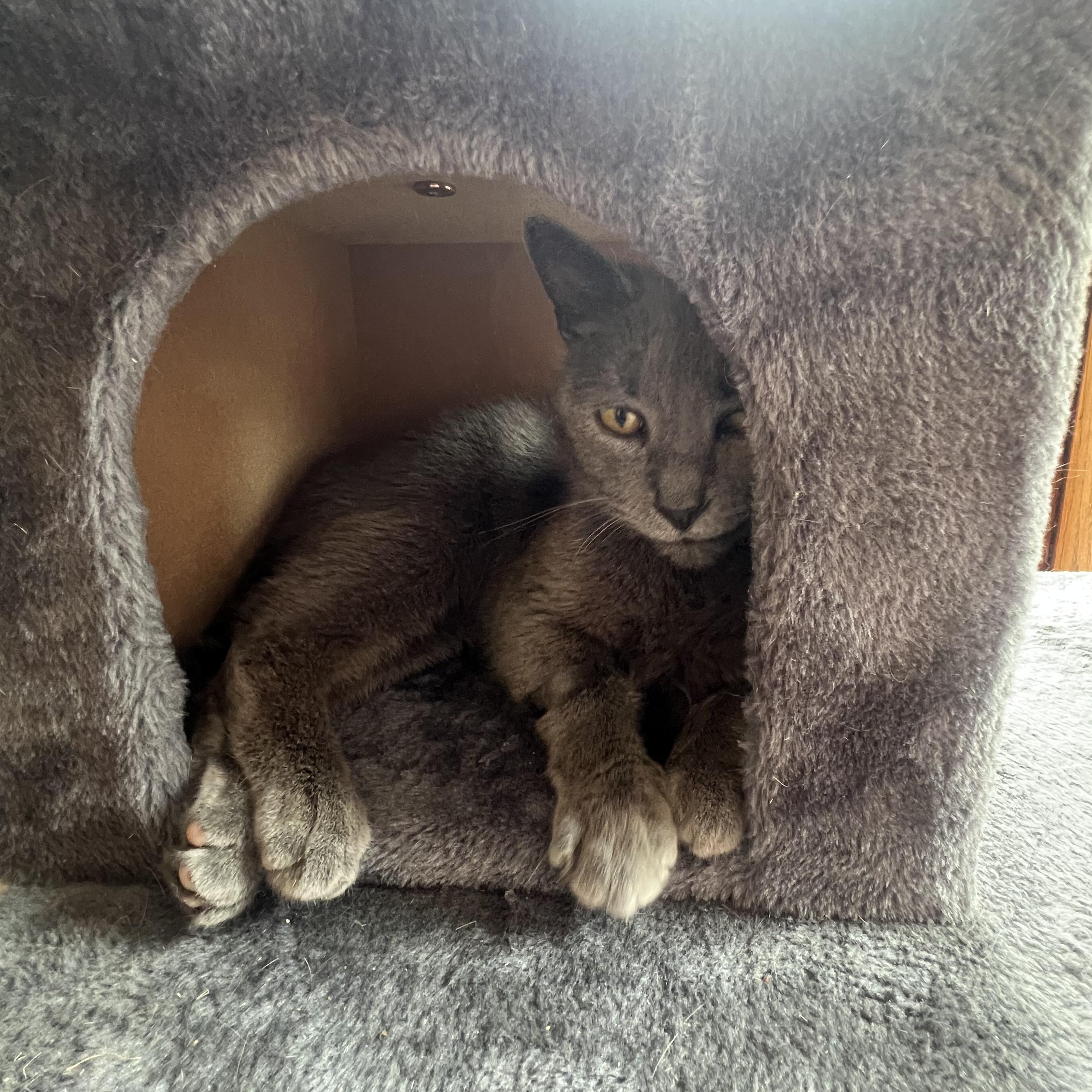 Enlarge Wilma, a ADOPTABLE Domestic Short Hair in Chicago, IL image 4/6