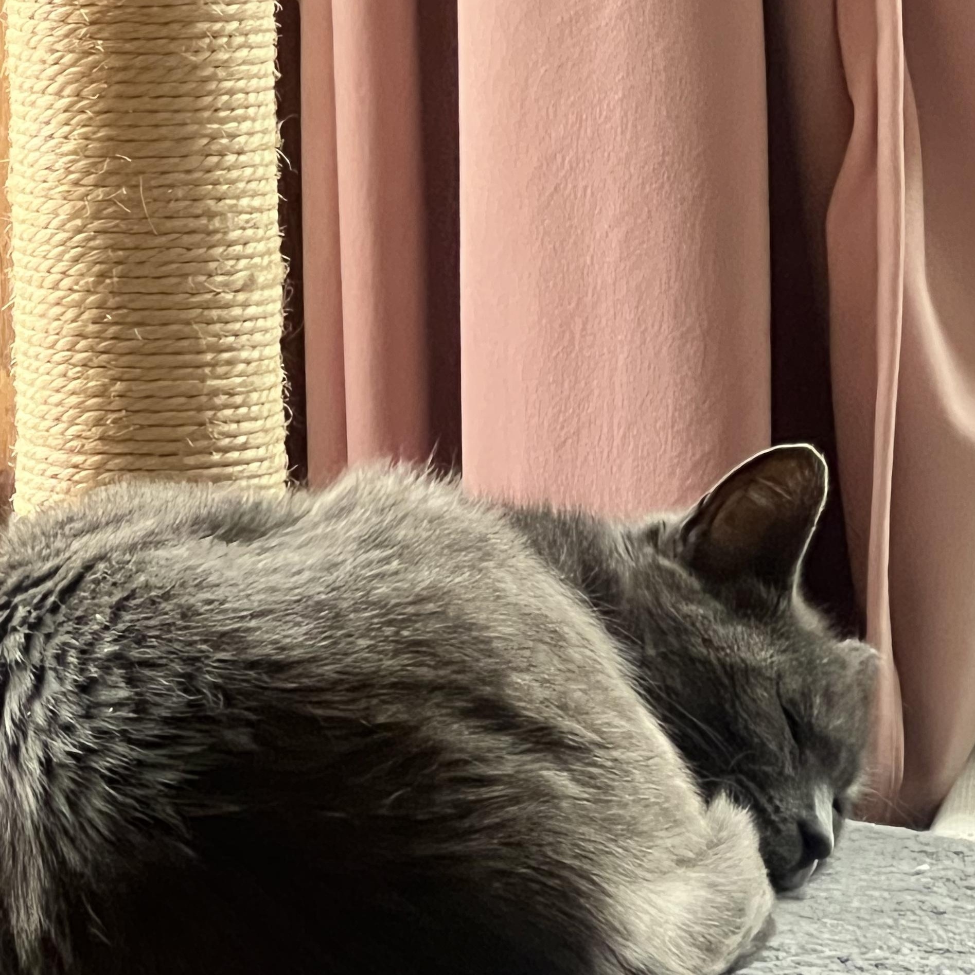 Enlarge Wilma, a ADOPTABLE Domestic Short Hair in Chicago, IL image 2/6