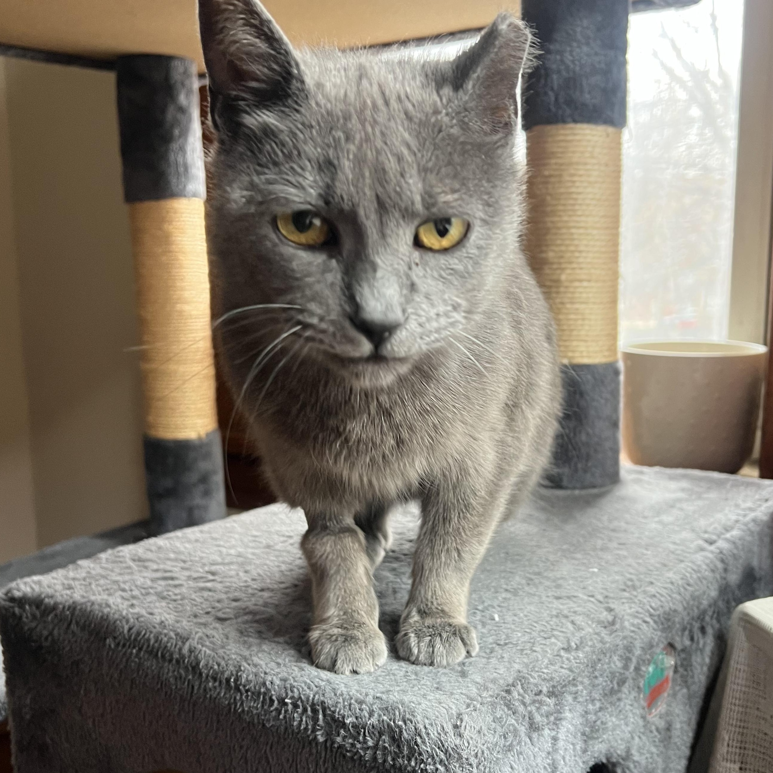 Wilma, ADOPTABLE, Senior Female Domestic Short Hair.