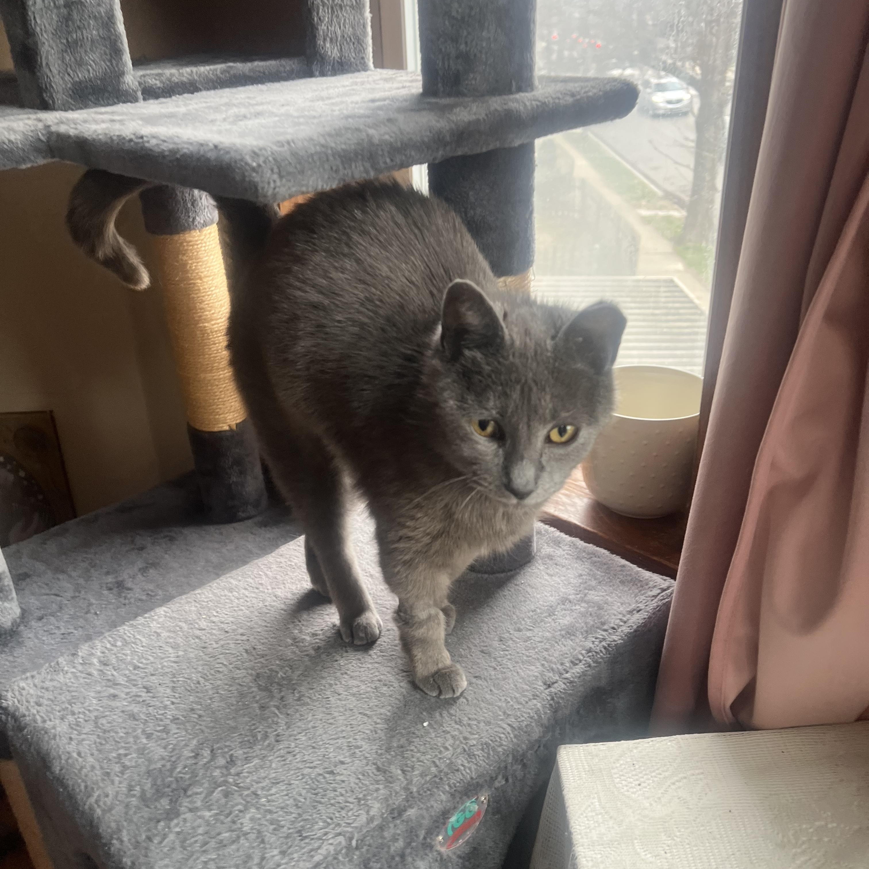 Enlarge Wilma, a ADOPTABLE Domestic Short Hair in Chicago, IL image 5/6