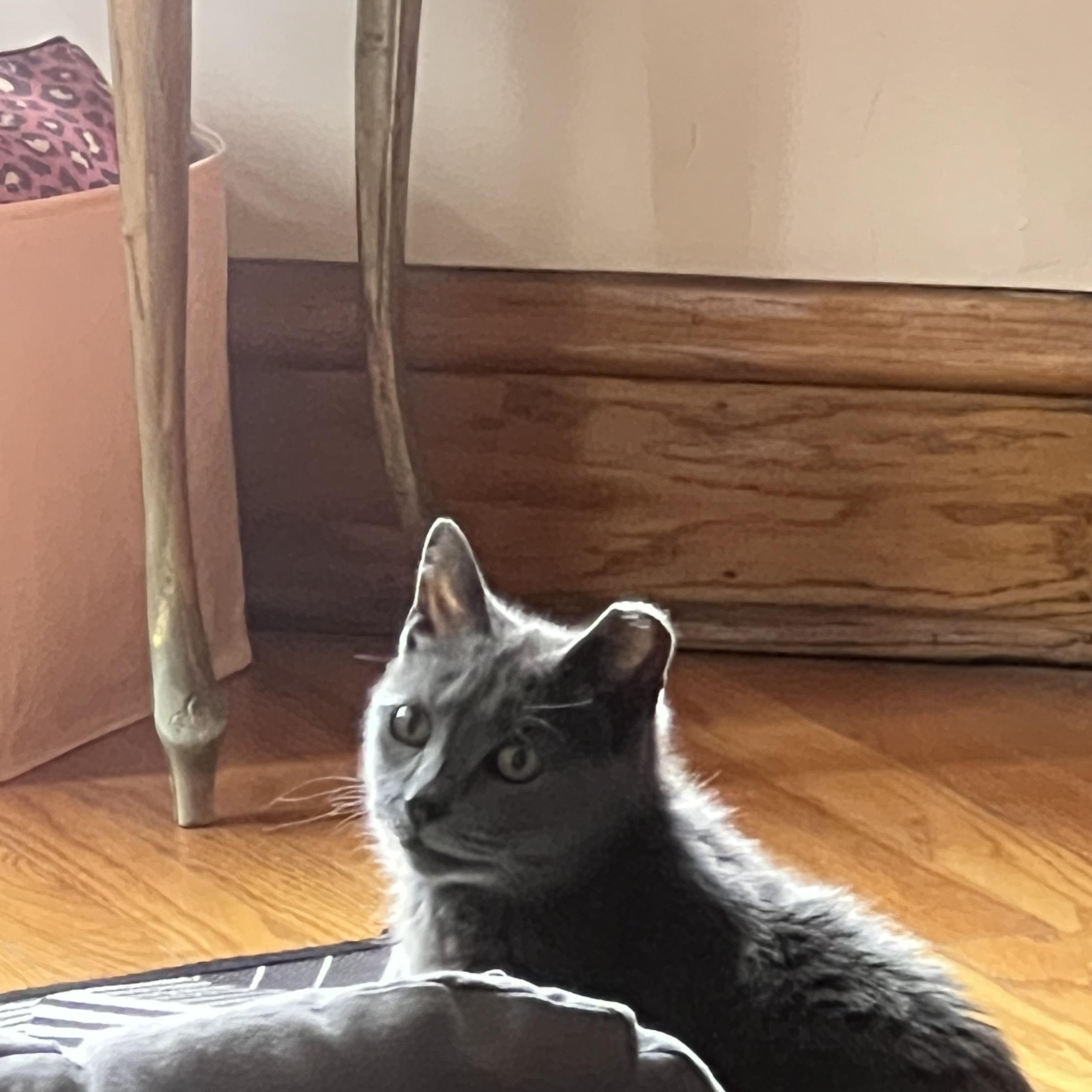 Enlarge Wilma, a ADOPTABLE Domestic Short Hair in Chicago, IL image 6/6