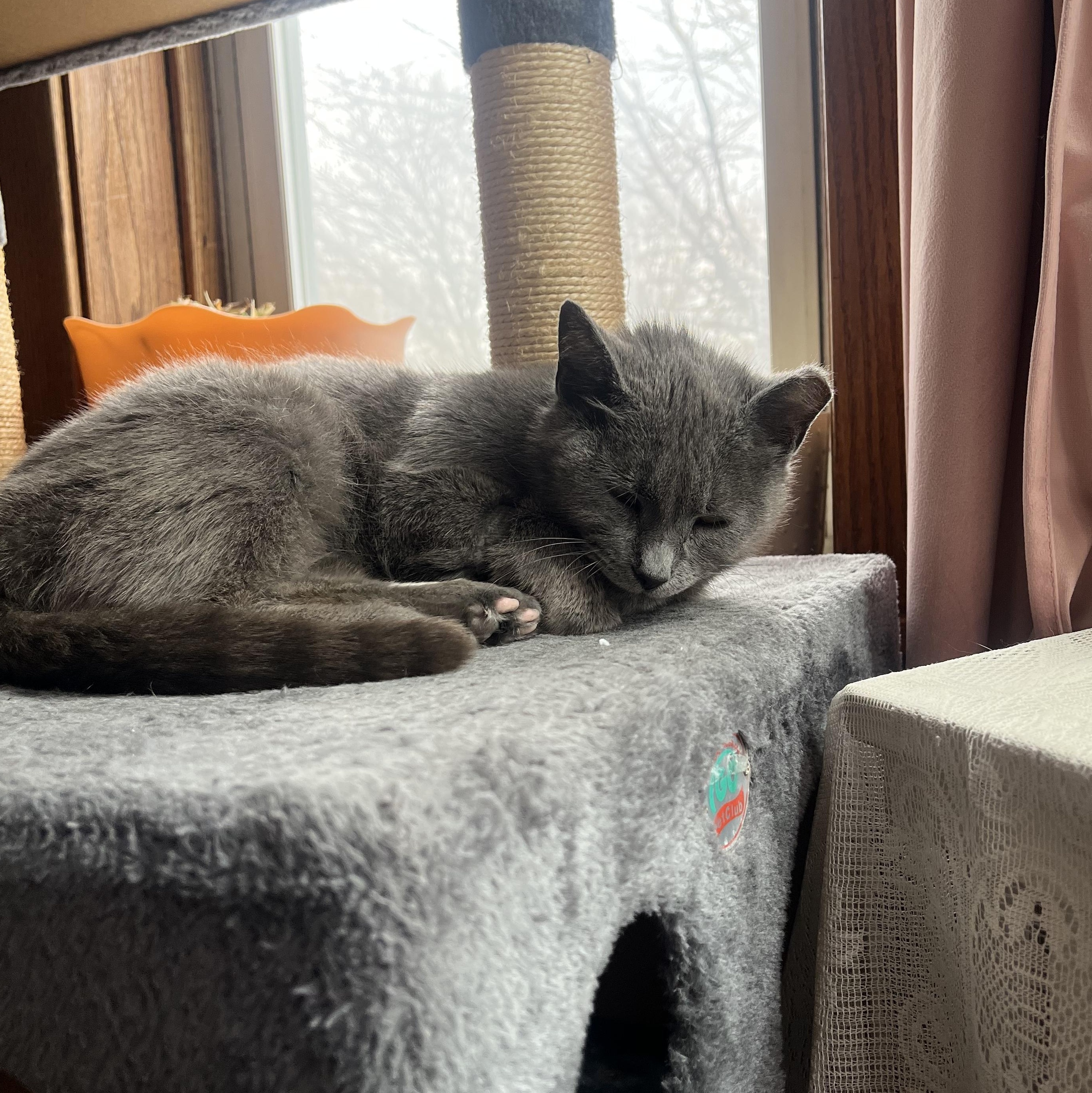 Enlarge Wilma, a ADOPTABLE Domestic Short Hair in Chicago, IL image 3/6