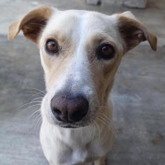 Vanilla, a ADOPTABLE mixed breed in Mississauga, ON image 3/5