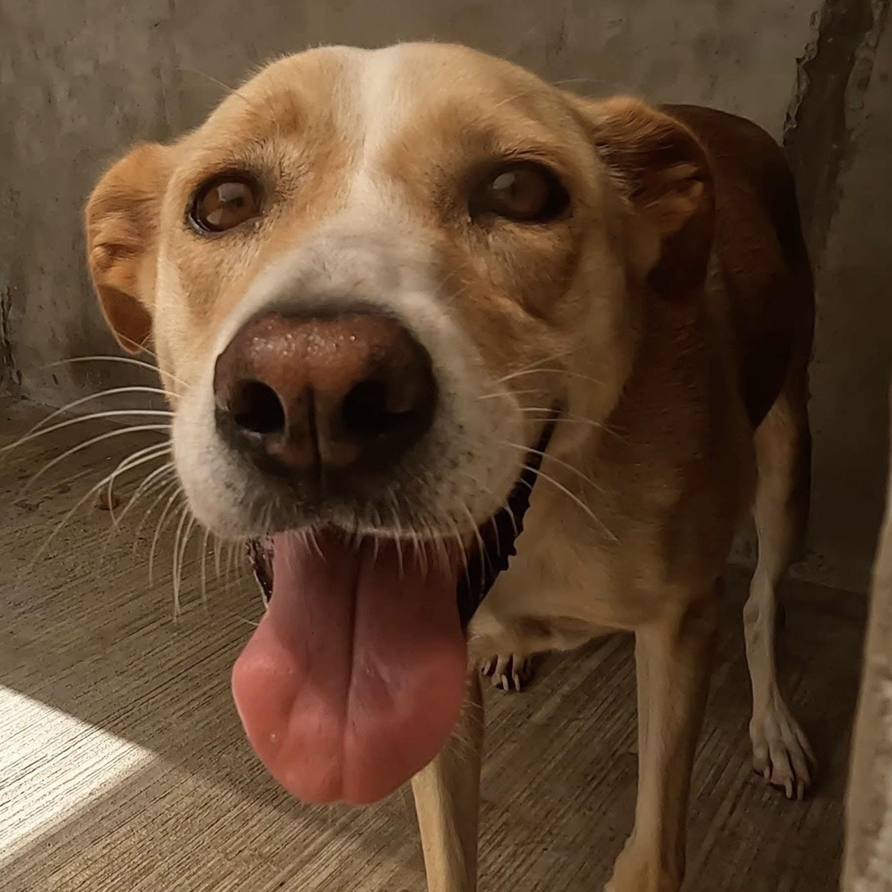 Vanilla, a ADOPTABLE mixed breed in Mississauga, ON image 4/5