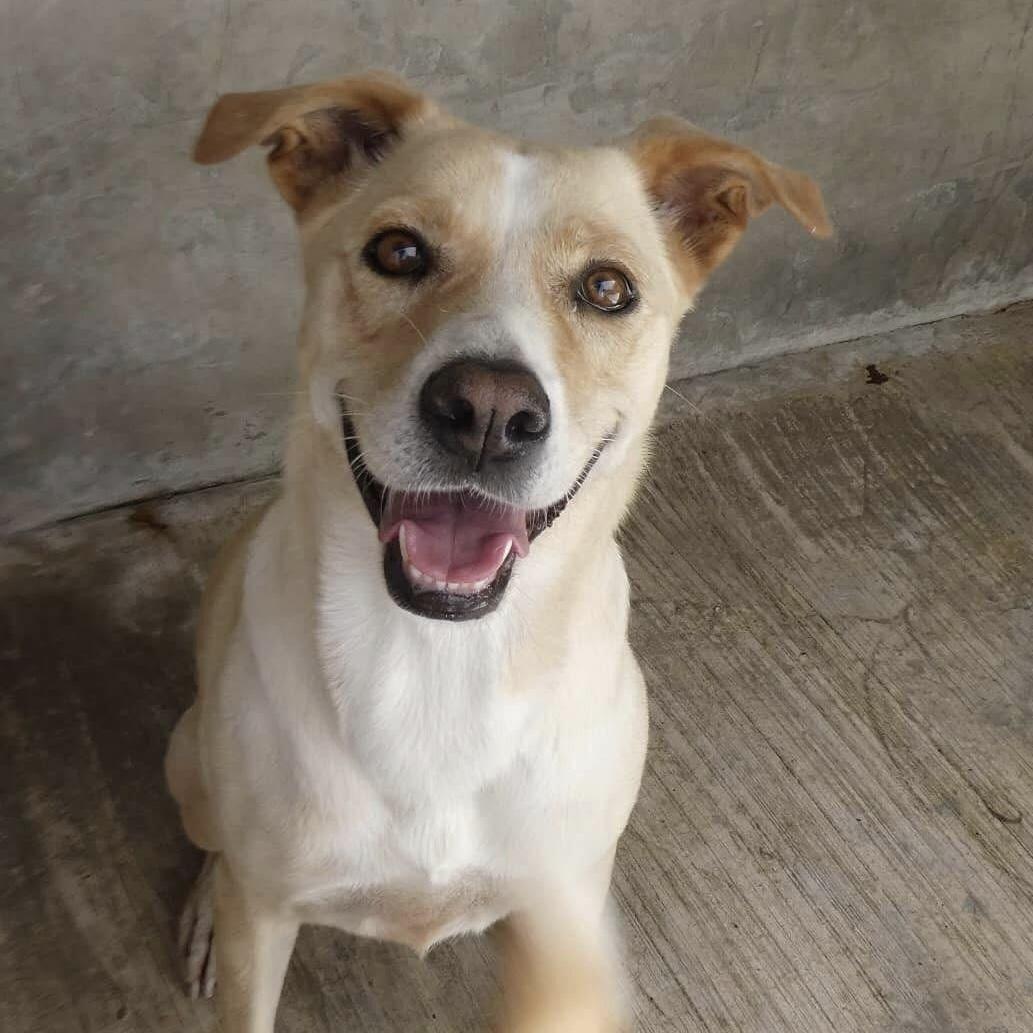 Vanilla, a ADOPTABLE mixed breed in Mississauga, ON image 5/5