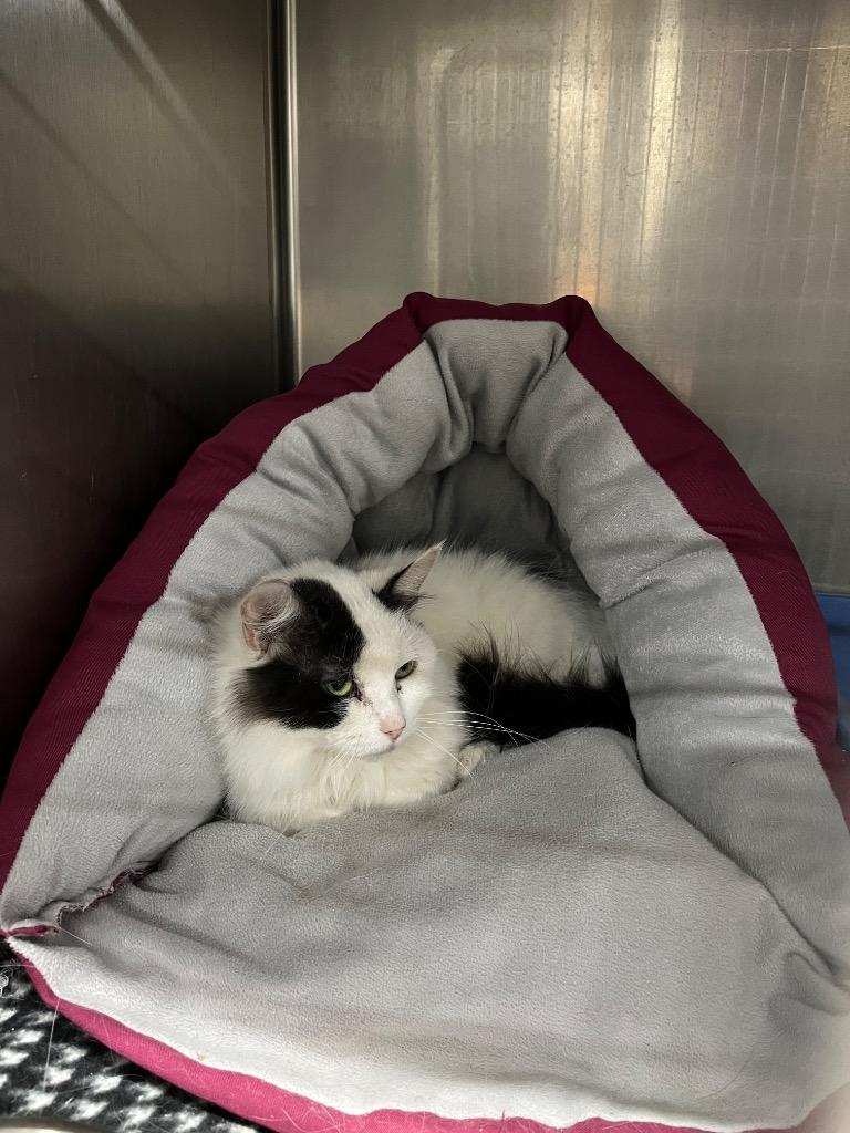 Oreo, Adoptable, Adult Female Domestic Long Hair.