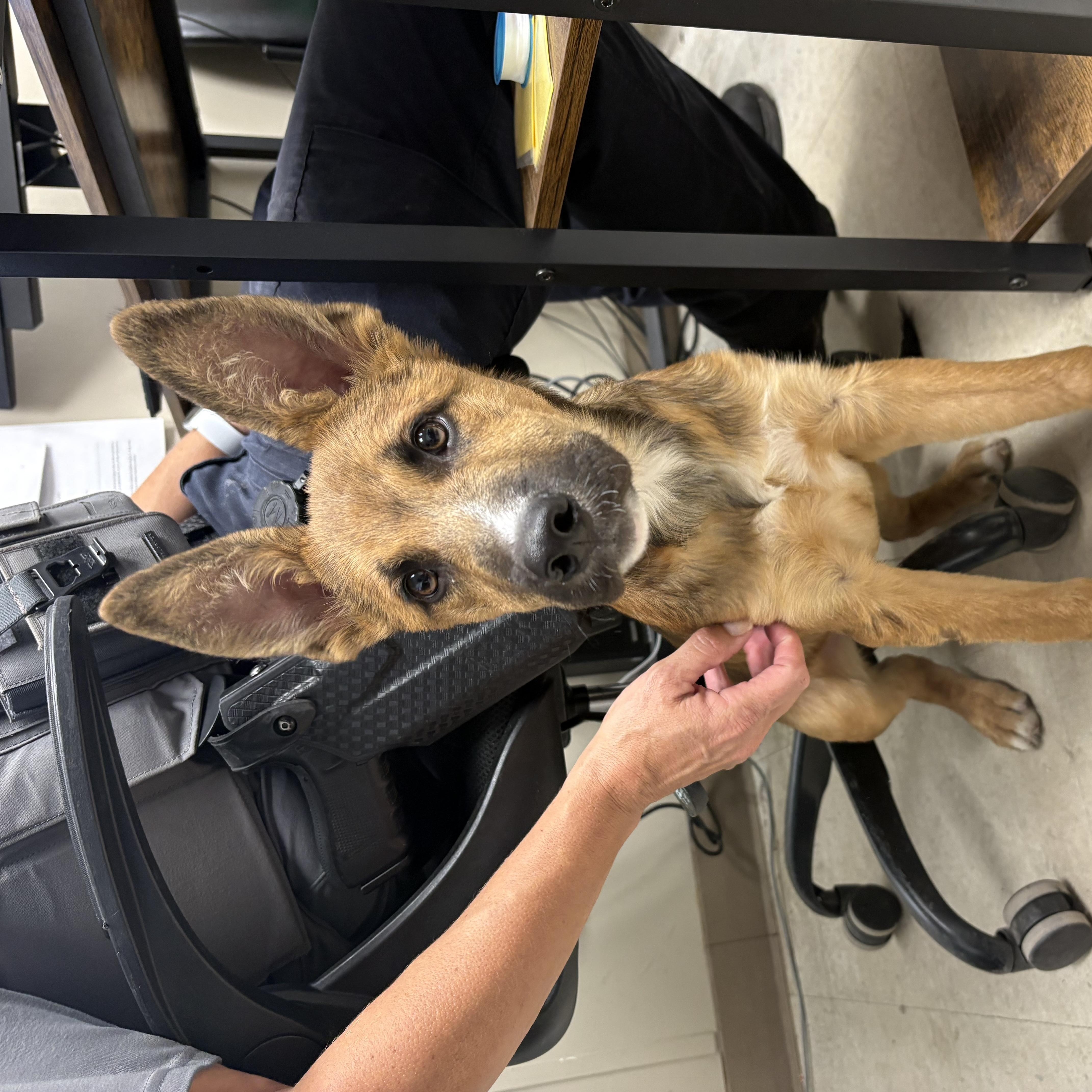 Ace, Adoptable, Young Male German Shepherd Dog.