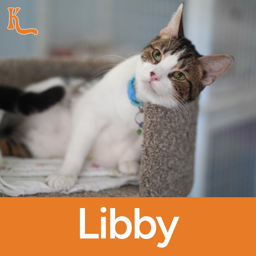 Libby the Lap Cat, Young Female Domestic Short Hair