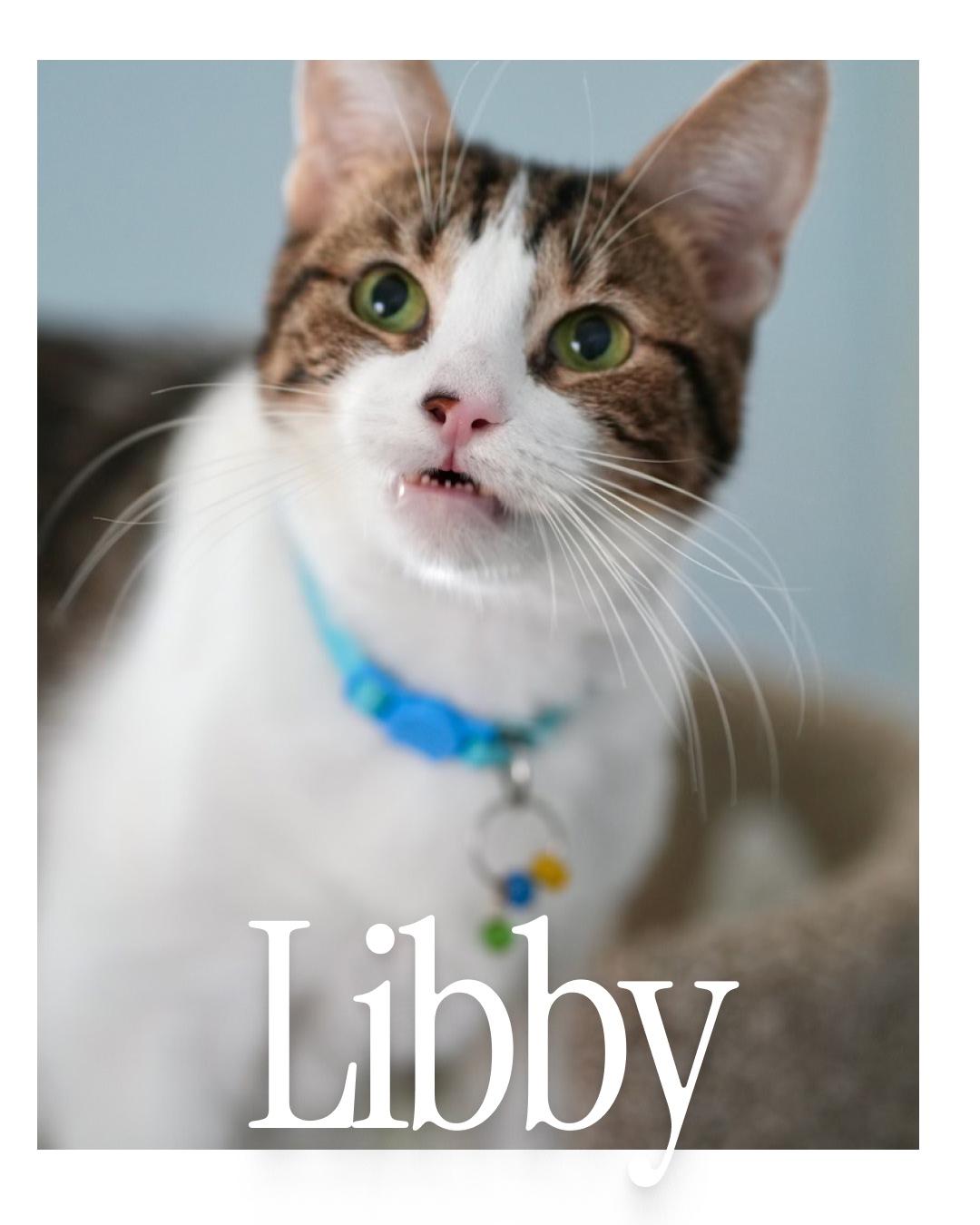 Libby the Lap Cat photo 2