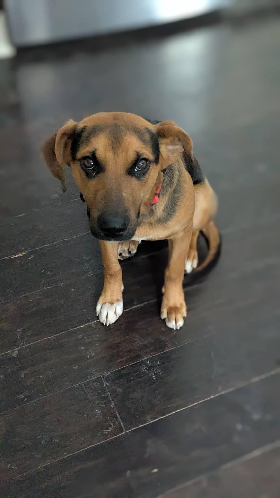 Enlarge Bear, a ADOPTABLE mixed breed in Grand Rapids, MI image 1/3