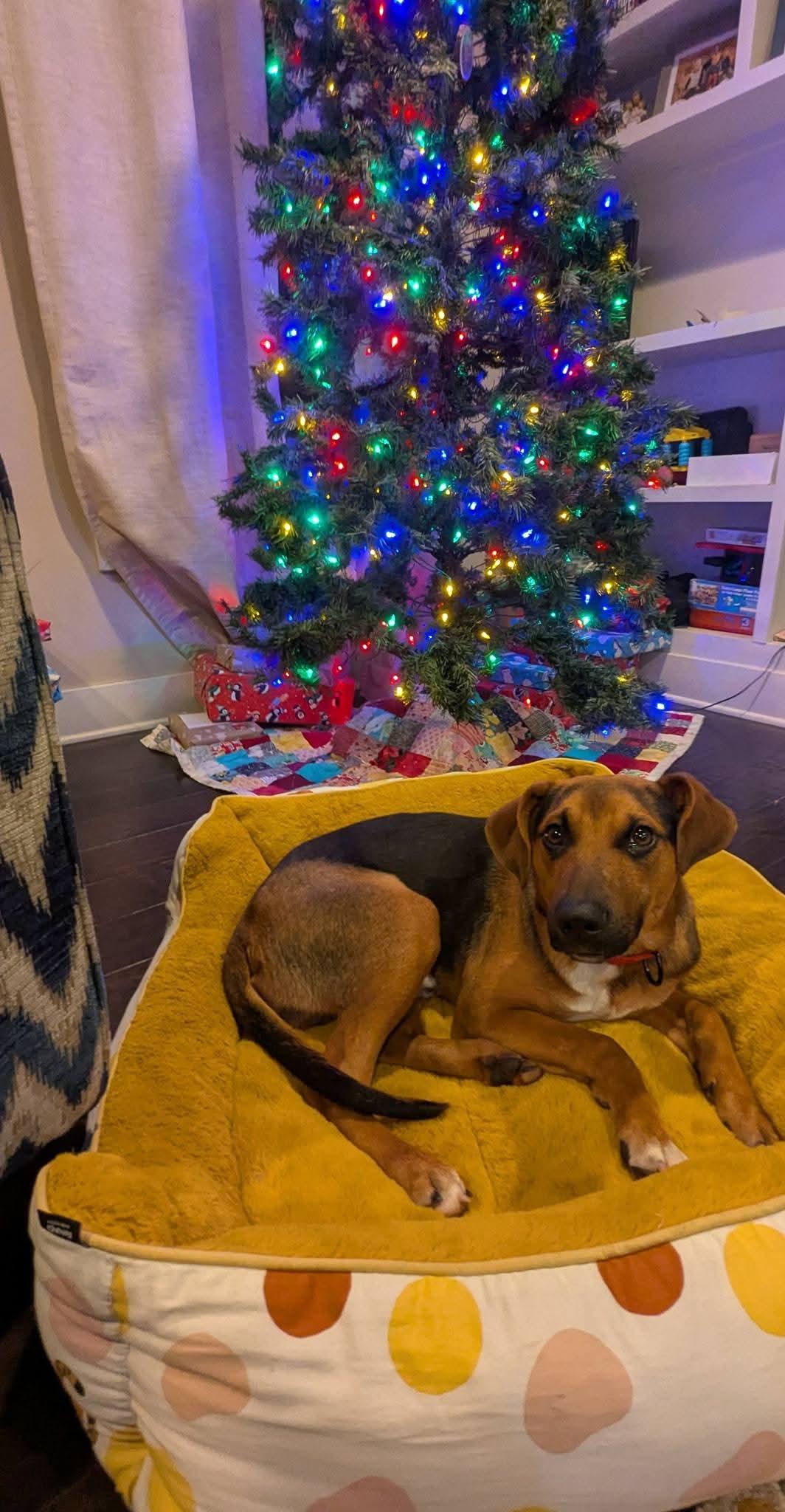 Enlarge Bear, a ADOPTABLE mixed breed in Grand Rapids, MI image 2/3