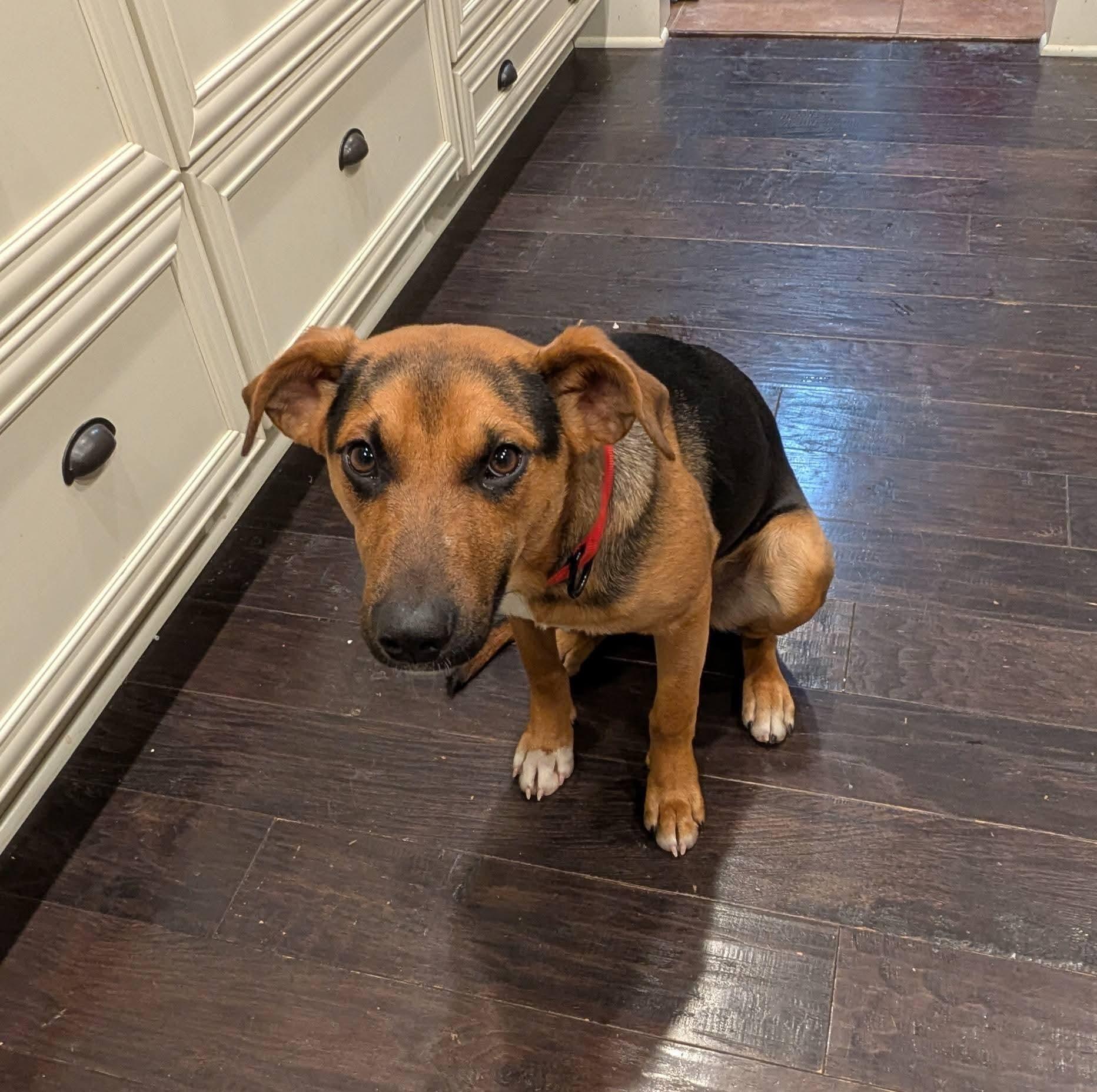 Enlarge Bear, a ADOPTABLE mixed breed in Grand Rapids, MI image 3/3