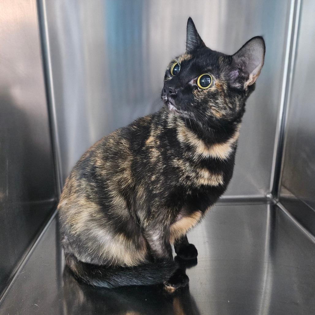 Patches, Adoptable, Adult Female Domestic Short Hair.