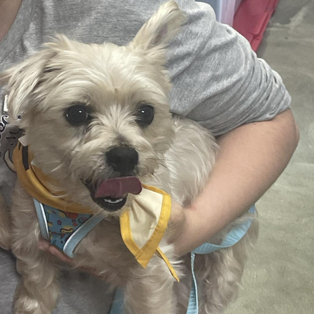 Tanner, Adoptable, Adult Male Yorkshire Terrier.