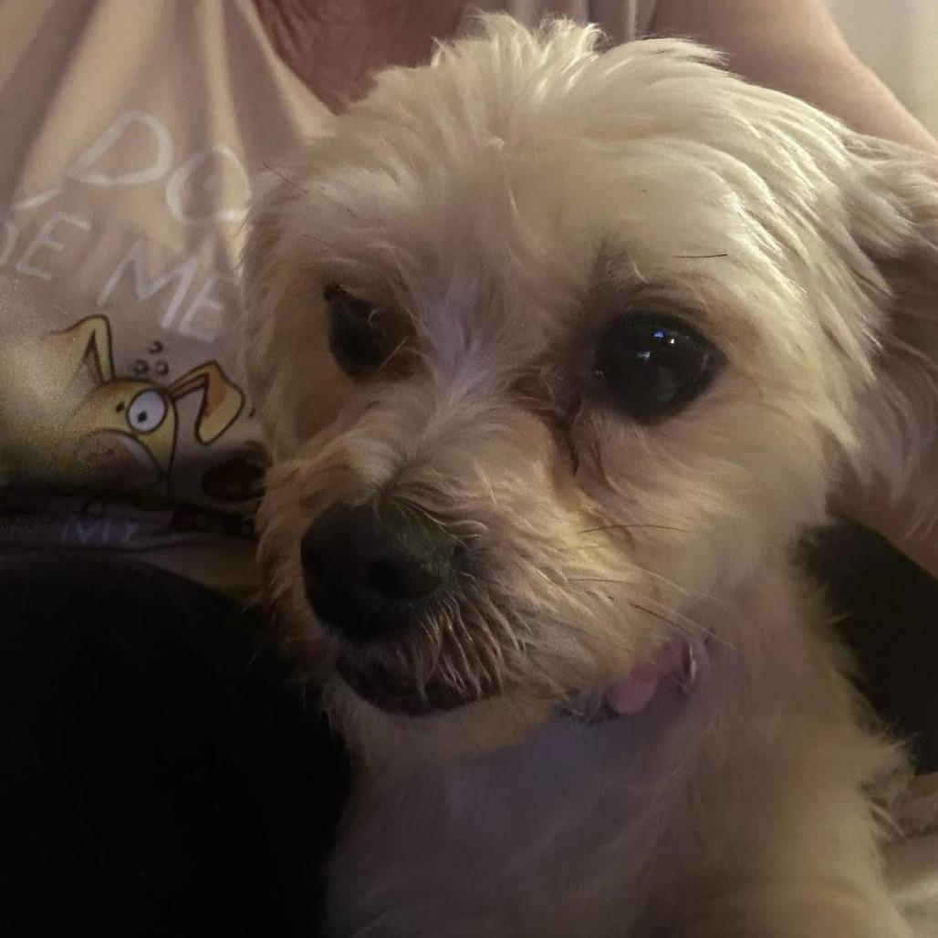 Enlarge Tanner, a Adoptable Yorkshire Terrier in Martinsburg, WV image 2/5