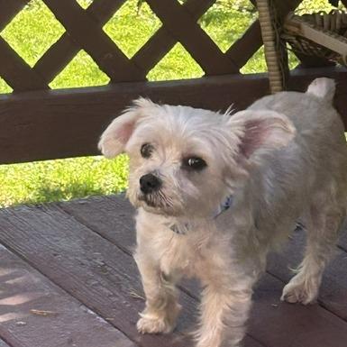 Enlarge Tanner, a Adoptable Yorkshire Terrier in Martinsburg, WV image 3/5
