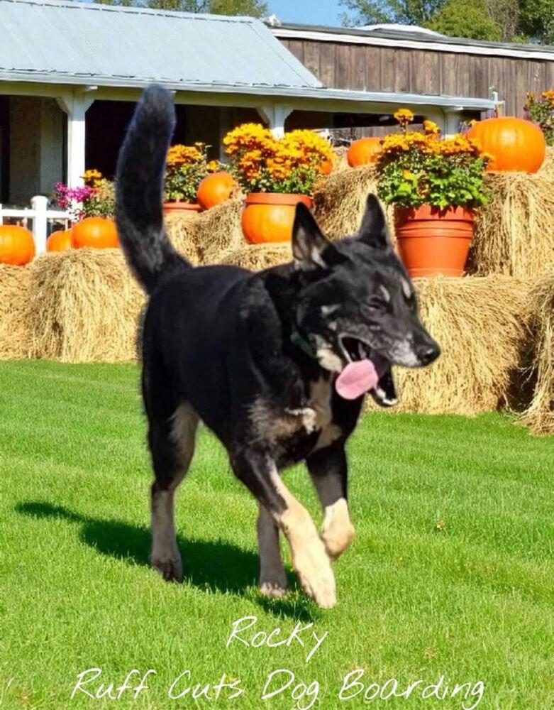 Enlarge Rocky, a Adoptable mixed breed in Chattanooga, TN image 1/3