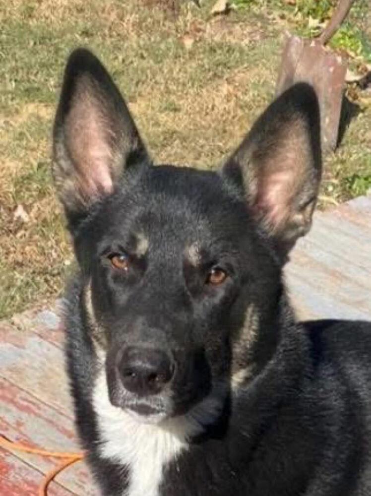 Rocky, Adoptable, Adult Male German Shepherd Dog & Mixed Breed.