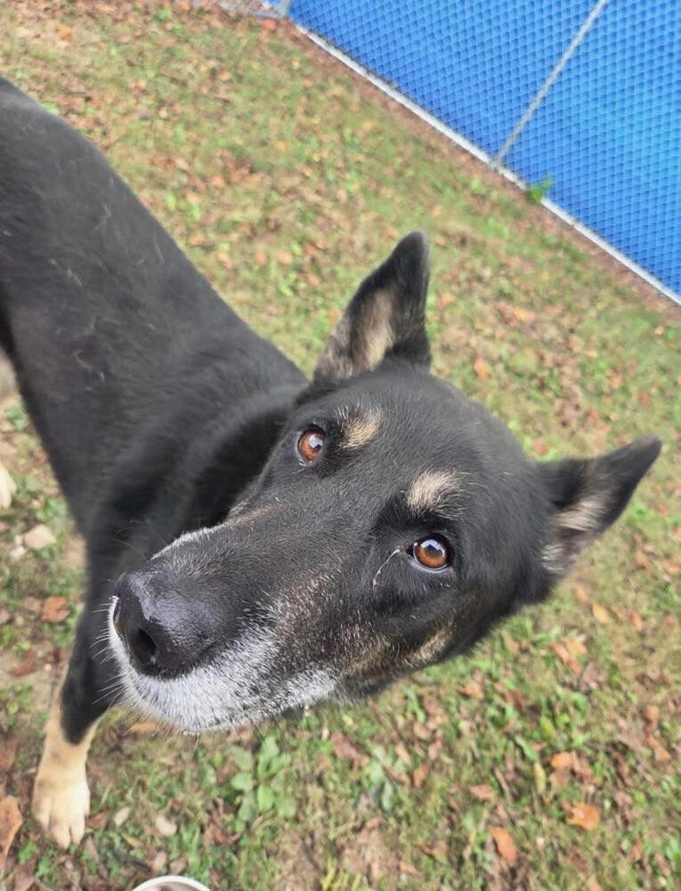 Enlarge Rocky, a Adoptable mixed breed in Chattanooga, TN image 3/3