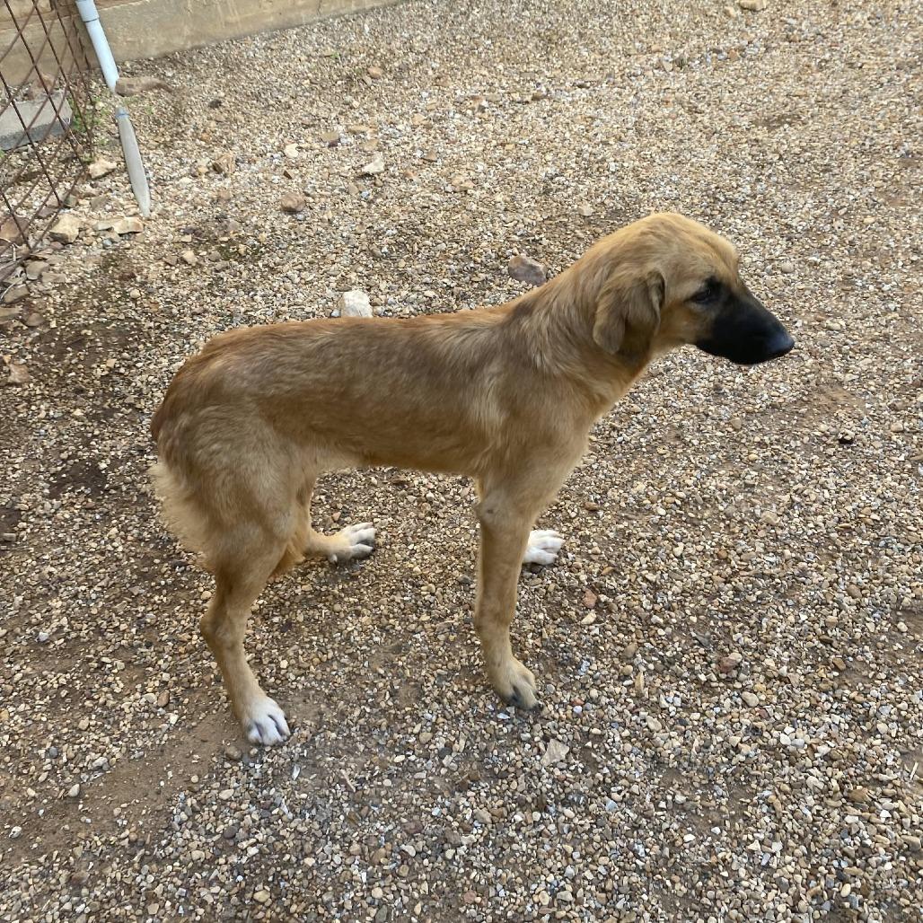Rainbow, Adoptable, Puppy Female Anatolian Shepherd.