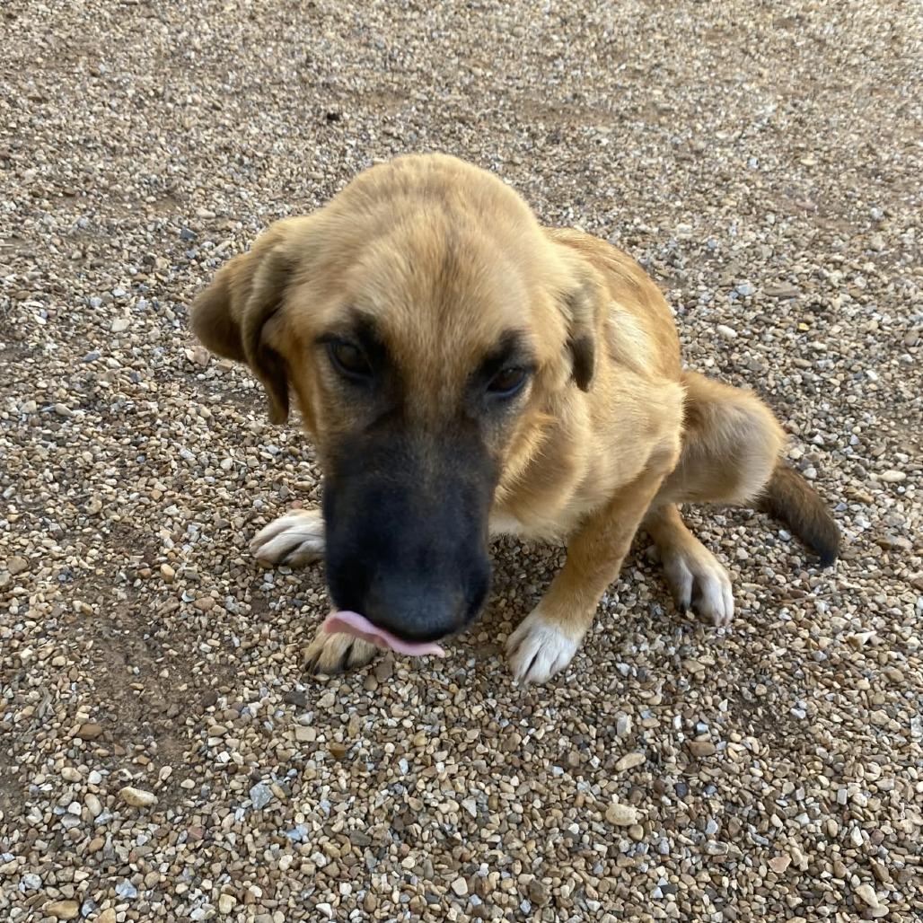 Enlarge Rainbow, a Adoptable Anatolian Shepherd in Stilwell, OK image 2/2