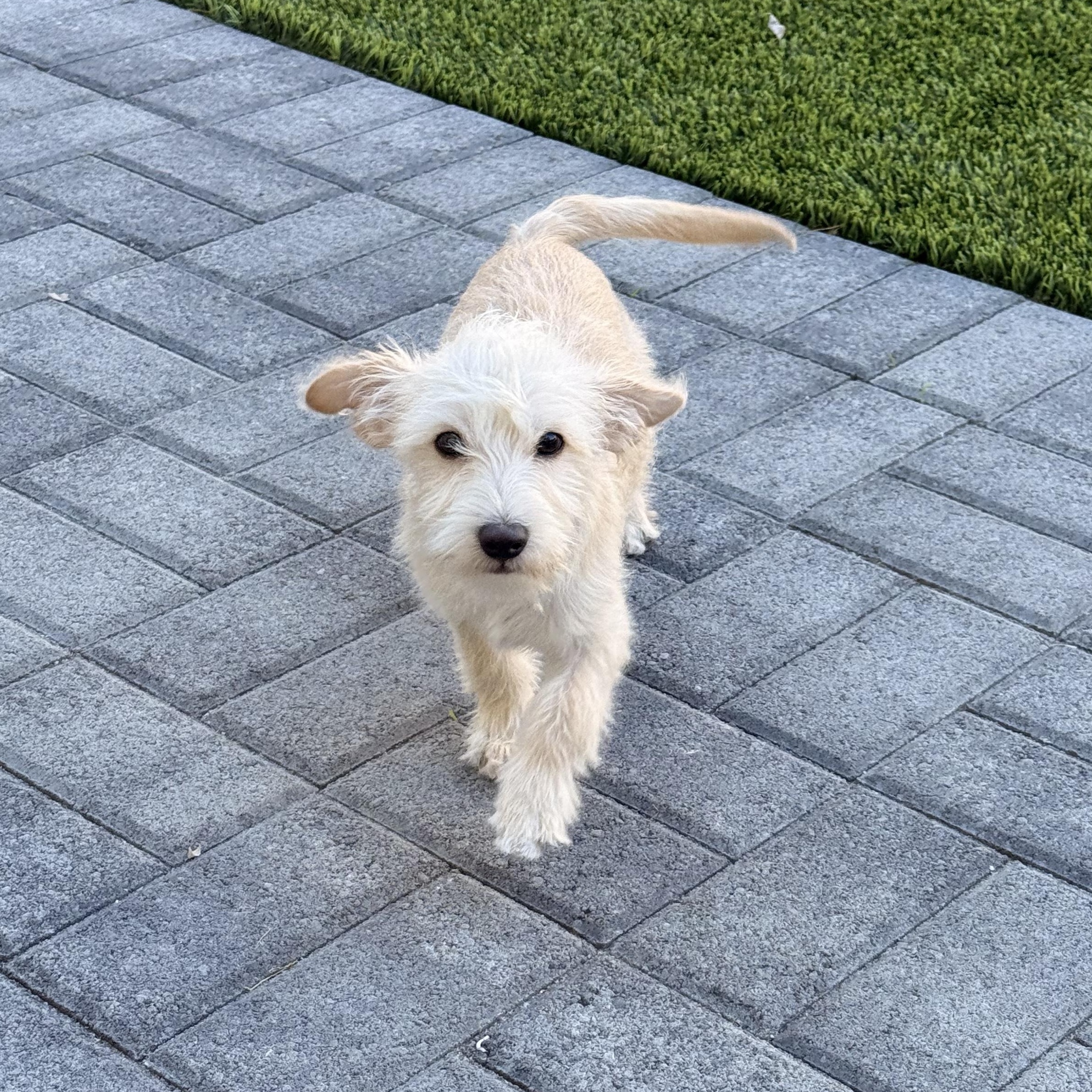 Parmesan , Adoptable, Puppy Male Terrier & Chihuahua.