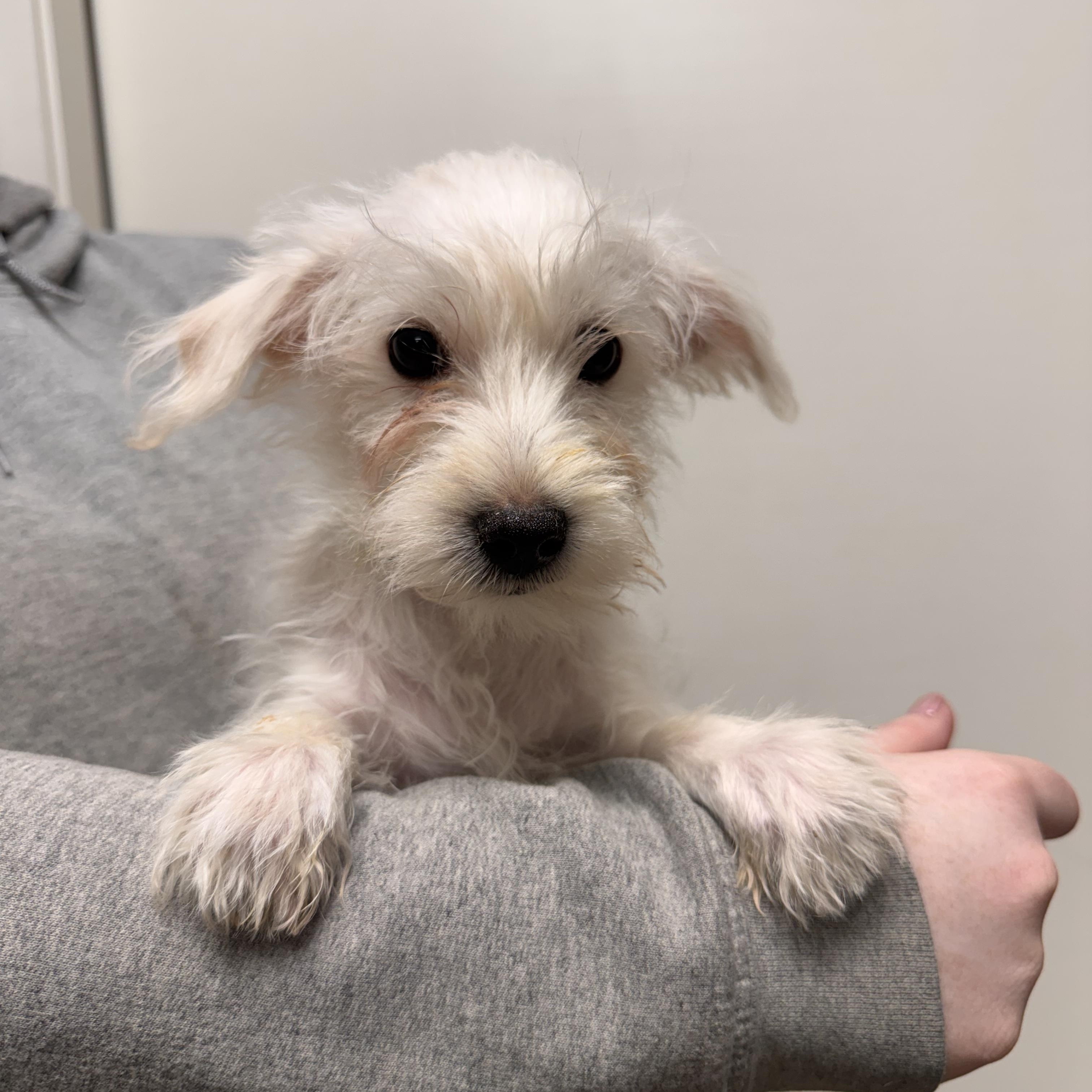 Parmesan , Adoptable, Puppy Male Terrier & Chihuahua.